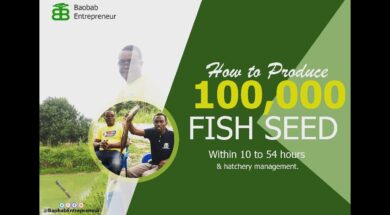 How to produce 100,000 fish seeds within 10 to 54 hours and hatchery management.