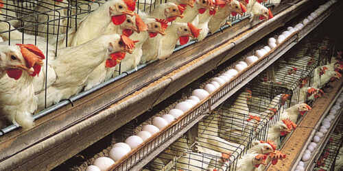 Poultry Farming in Ghana: A Profitable Business Opportunity for Broilers and Egg Production (Part 2)