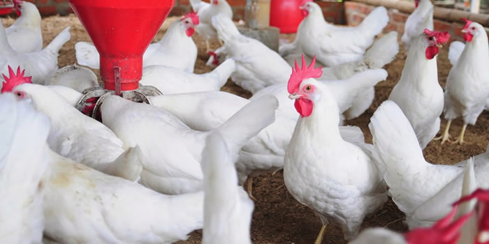 Poultry Farming in Ghana: A Profitable Business Opportunity for Broilers and Egg Production (Part 3A)