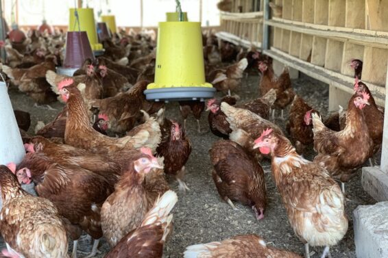 af-1